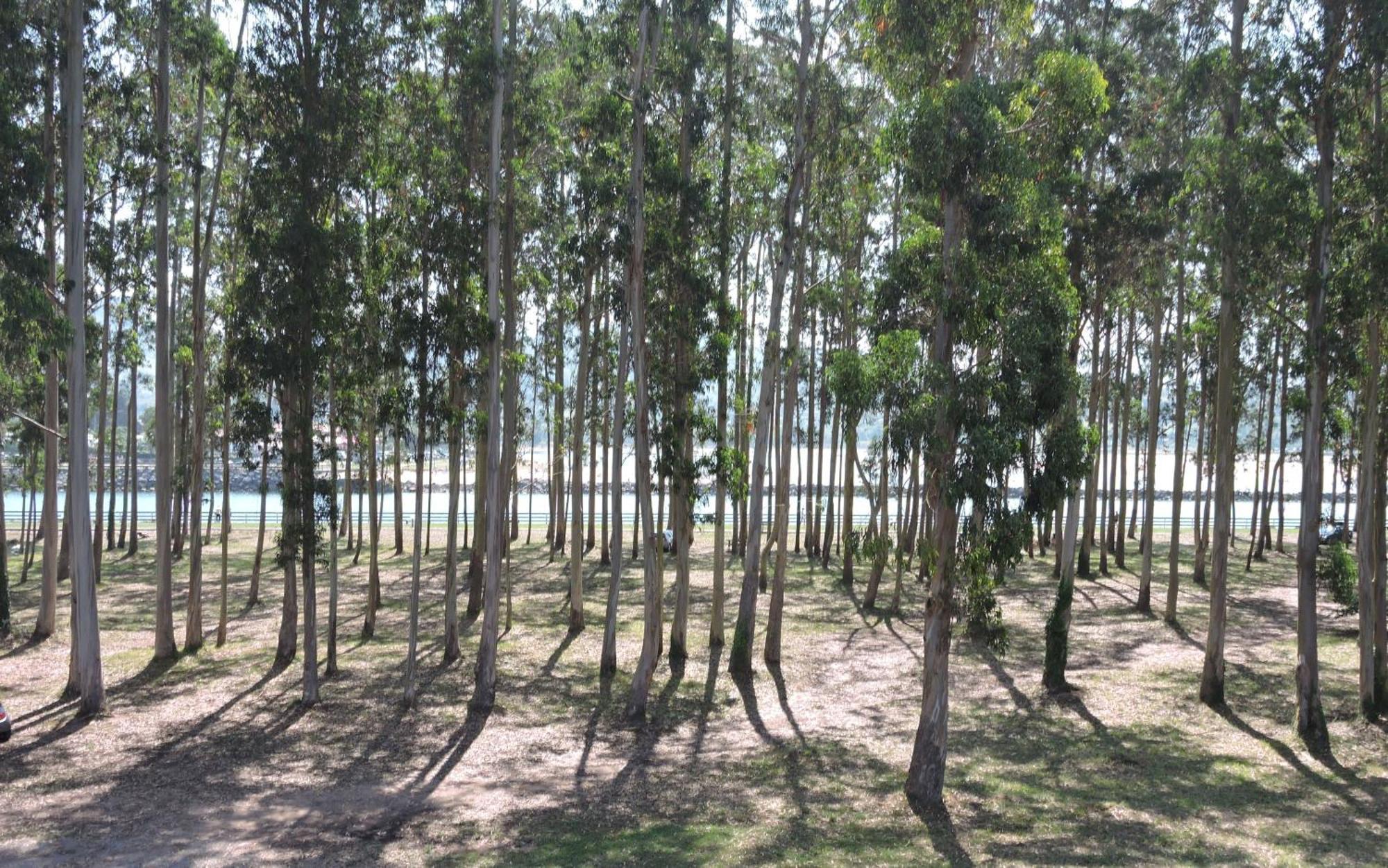 Apartamento Pie De Playa, El Puntal-Villaviciosa Вільявісьйоса Екстер'єр фото
